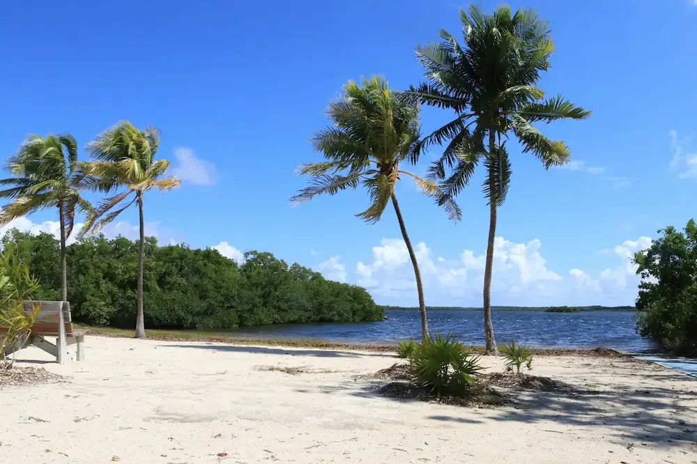 Palm trees on a sandy Florida Keys beach beside blue ocean water