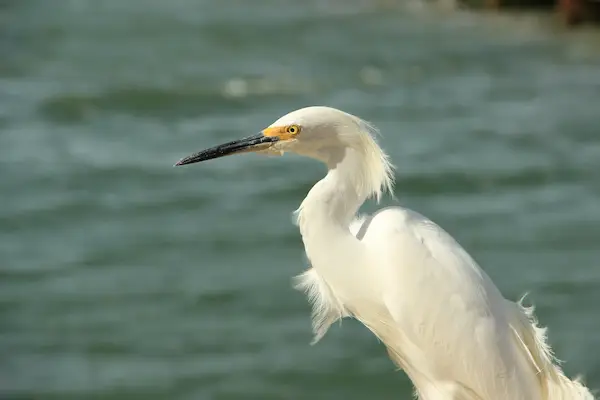 White egret standing near green-blue water with its head turned to the side